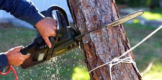 Best Tree Trimming and Pruning  in Westmoreland, TN